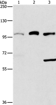 ASCC2 Antibody