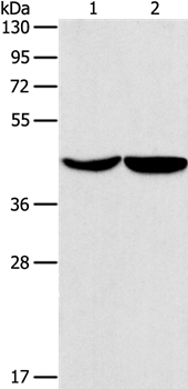 ASPN Antibody