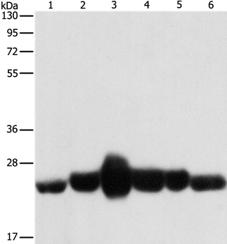 CAV1 Antibody