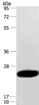 CAV3 Antibody