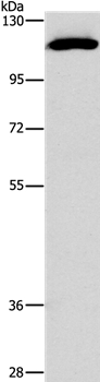 STAT2 Antibody