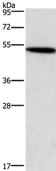 SMAD3 Antibody