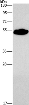 SMAD9 Antibody