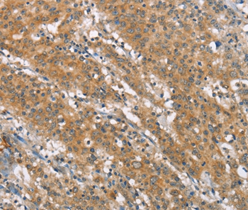 NLRP7 Antibody