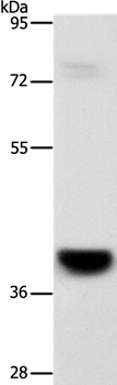 GPR182 Antibody