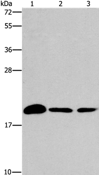 ARL3 Antibody