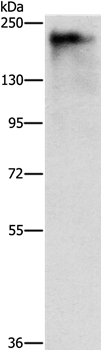 ATAD5 Antibody