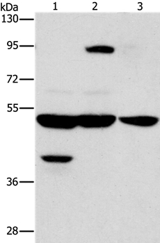 STK3/STK4 Antibody