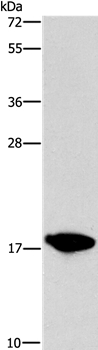 CCL16  Antibody