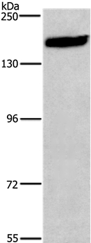 NCAM1 Antibody