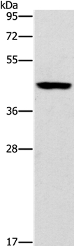 B3GAT1 Antibody