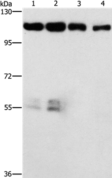 CDK11A/CDK11B Antibody