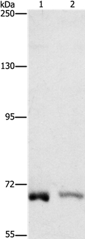 CENPE Antibody