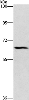 CERKL Antibody