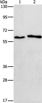 CHRNA2 Antibody