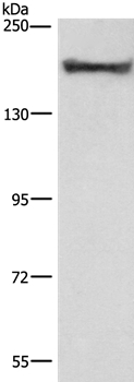 COL4A2 Antibody