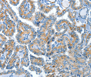 COG1 Antibody