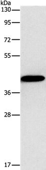 GJC1 Antibody