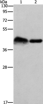 CRELD1 Antibody