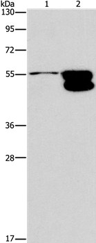 CRHR2 Antibody