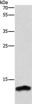 CSTB Antibody