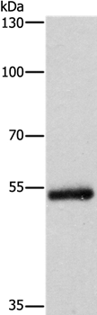 CYP2B6 Antibody