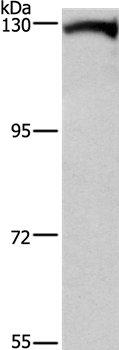 DAAM1 Antibody