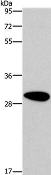 DDAH2 Antibody