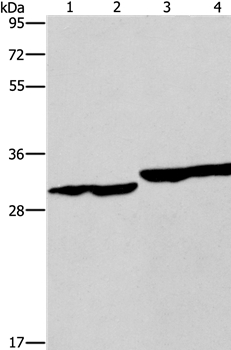 DECR1 Antibody