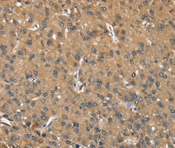 OPRD1 Antibody