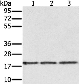 EPGN Antibody