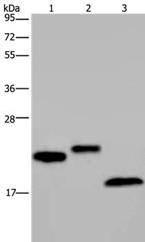 EPPIN Antibody