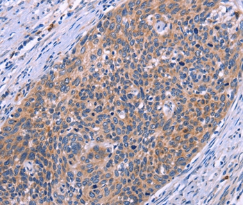 MSMO1 Antibody