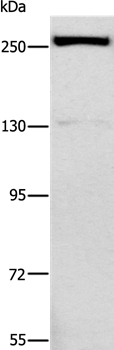 ESPL1 Antibody