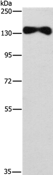 EVC2 Antibody