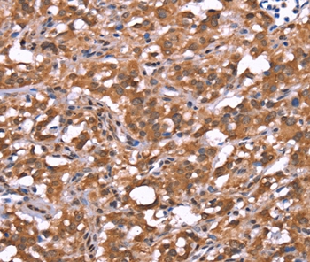 AMER1 Antibody