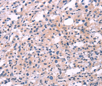 FGF16 Antibody