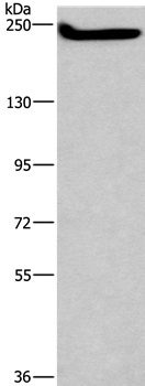 CASP8AP2 Antibody