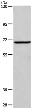 FXR1 Antibody