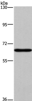 SLC6A1 Antibody