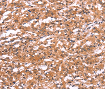 GABRA1 Antibody