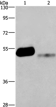 GABRA1 Antibody