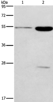 GABRG2 Antibody