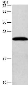 GAGE7 Antibody