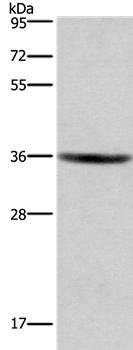 GPR171 Antibody