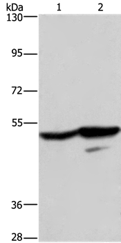 GPR39 Antibody