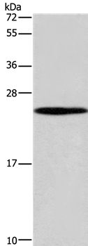 GUK1 Antibody