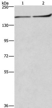 HDLBP Antibody