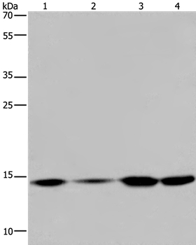 HIST1H2AB Antibody