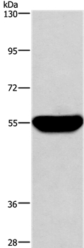 HMGCS1 Antibody